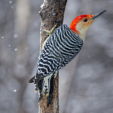 A red-bellied Woodpecker male on a branch in winter 