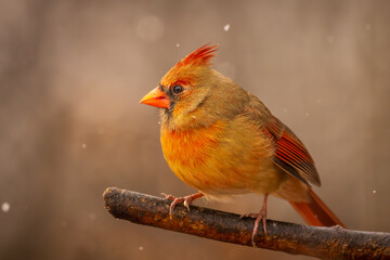 a female Northern Cardinal on a branch in winter 
