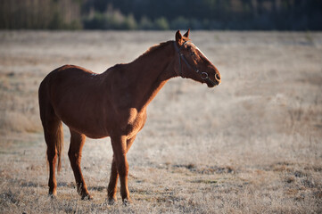 Brown horse on a frosty morning in a field near a forest in a village