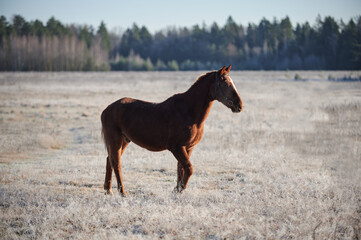 Brown horse on a frosty morning in a field near a forest in a village