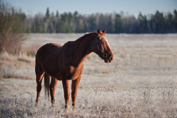 Brown horse on a frosty morning in a field near a forest in a village