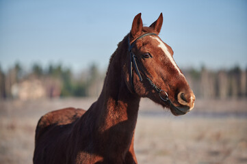 Brown horse on a frosty morning in a field near a forest in a village