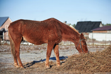 Brown horse on a frosty morning in a field near a forest in a village