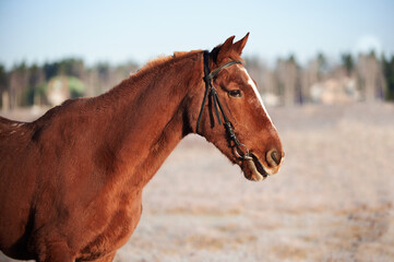 Brown horse on a frosty morning in a field near a forest in a village