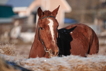 Brown horse on a frosty morning in a field near a forest in a village