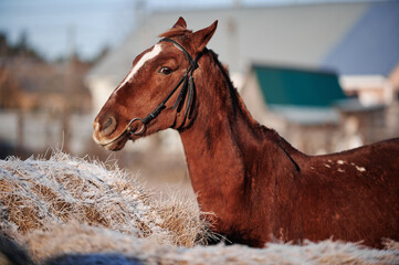 Brown horse on a frosty morning in a field near a forest in a village