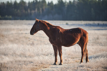Brown horse on a frosty morning in a field near a forest in a village
