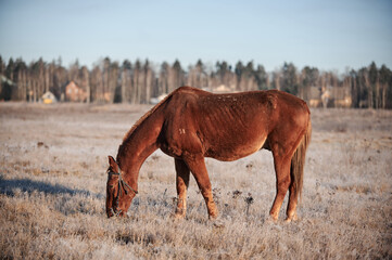 Brown horse on a frosty morning in a field near a forest in a village