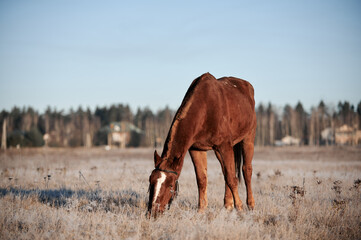 Brown horse on a frosty morning in a field near a forest in a village