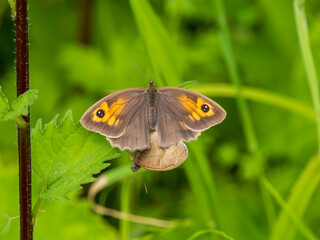 Meadow Brown Aberration Butterflies Mating