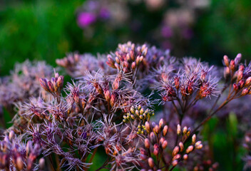 Sadziec plamisty (Eutrochium maculatum ), kwitnący sadzic na rozmytym tle, fioletowe kwiaty, spotted joe-pyeweed  © kateej