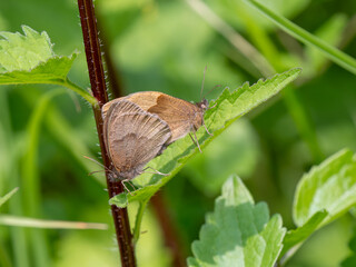 Meadow Brown Aberration Butterflies Mating