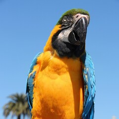 Macaw