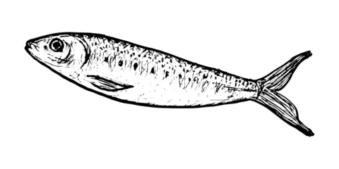 Foto op Aluminium Fish sketch of Clupea sprattus. Delicious sprat fish isolated on white background. Drawing of marine fish. Dish for fish restaurant, menu design. © Екатерина Мерзлякова