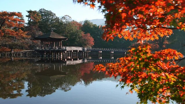 Autumn in Nara, Japan, Japanese Maple over reflective pond in Nara, Japanese garden with a wooden pagoda, tourism in Japan