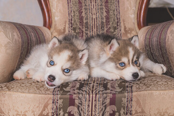 Two of siberian husky puppies with a black nose and blue eyes are sleeping on chair. lazy sleepy Siberian Husky puppy dogs are resting.
