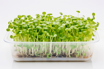 Young sprouts of microgreens in a transparent box on a white background. Isolated