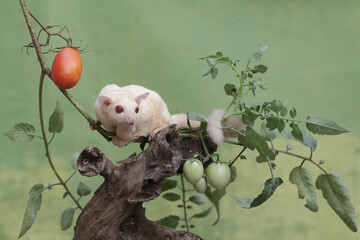 A female albino sugar glider is eating a ripe tomato on a tree. This marsupial mammal has the...