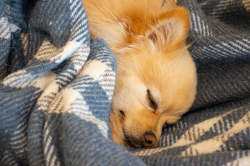 A cute spitz lies under the covers on the bed. Close up view.