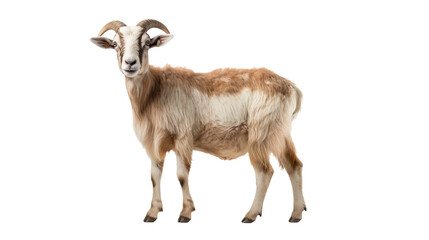 A goat with horns standing on a black background, isolated on transparent or white background