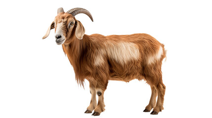 A brown and white goat with horns, isolated on transparent or white background