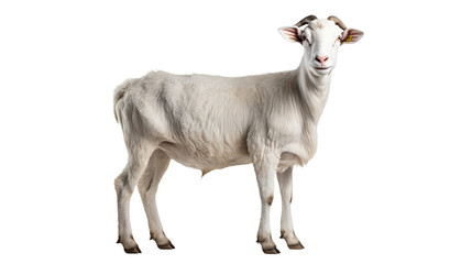 A white goat with horns, isolated on transparent or white background