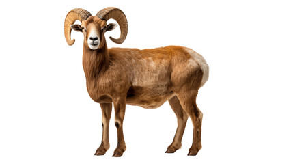A brown ram with horns, isolated on transparent or white background