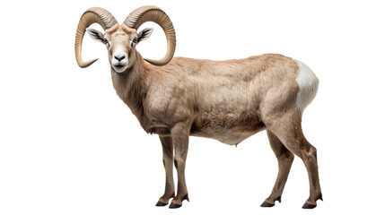 A goat with horns on a black background, isolated on transparent or white background