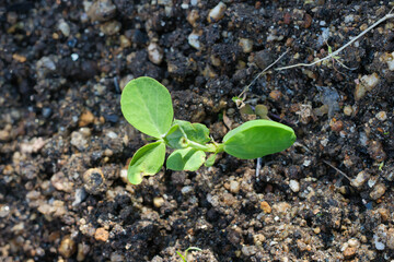 発芽して土から芽を出した新芽