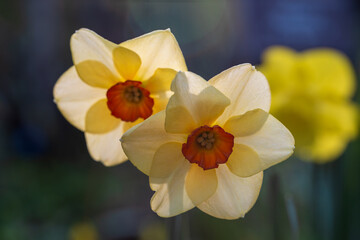 Narcissus Altruist (Narcissus poeticus) blossoms in the garden in spring