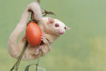A female albino sugar glider is eating a ripe tomato on a tree. This marsupial mammal has the...
