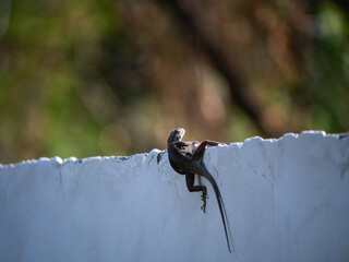 Lézard Agame des Colons femelle derrière un mur crépis blanc