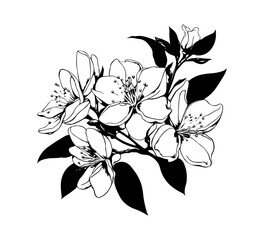 Jasmine Flower hand drawn illustration vector