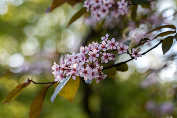 Beautiful Pink blooming bird cherry in an early spring