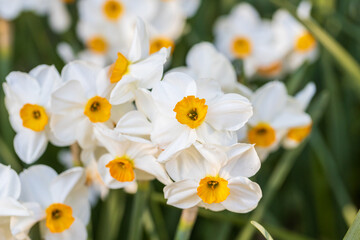 Fototapeta premium Narcissus Geranium blossoms in the garden in spring