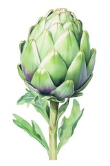 Obraz premium Vibrant Artichoke Vegetable Watercolor Painting Illustration Isolated on White Background