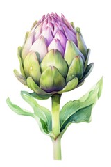 Fototapeta premium Watercolor art illustration of an isolated artichoke vegetable on a white background