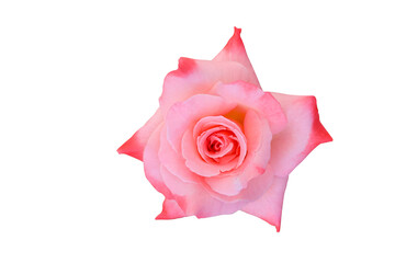 The beauty of Rose blossom isolated on transparent background png file