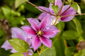 flower purple white clematis piilu summer garden