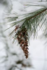 Kiefernzweig mit Zapfen, schneebedeckt