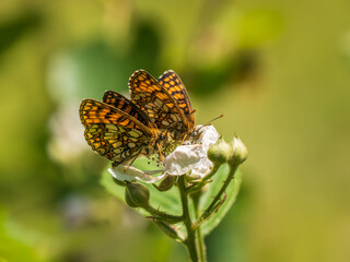 Heath Fritillary Feeding on a Bramble Flower