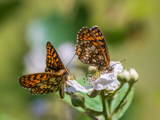 Heath Fritillary Feeding on a Bramble Flower