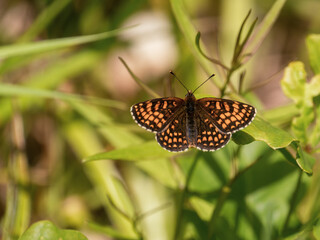 Heath Fritillary Resting on a Leaf
