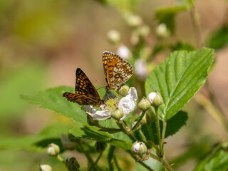 Heath Fritillary Feeding on a Bramble Flower