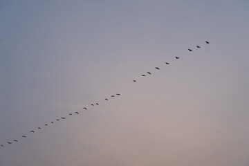 Flights of birds in the sky on dusk
