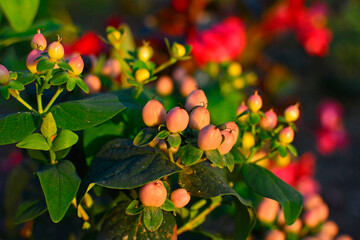dziurawiec bezwonny magical beauty (Hypericum × inodorum), rózowe owoce dziurawca ozdobnego, pink hypericum x inodorum berries	 - obrazy, fototapety, plakaty