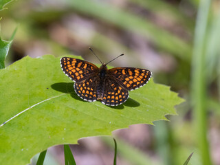 Heath Fritillary Resting on a Leaf