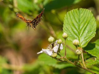 Heath Fritillary Butterfly in Flight
