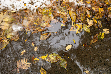 Stiff frozen puddle with bright yellow fallen autumn leaves on asphalt covered first snow. Top view.