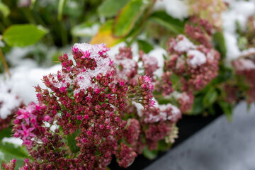Beautiful pink flowers covered by snow. First early snow. Season weather conditions. Selective focus